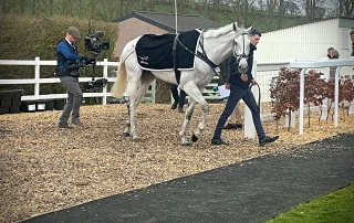 Horse walking through the paddock before a horse racing event